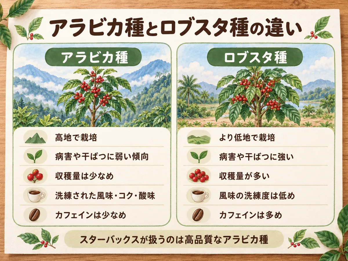 アラビカ種とロブスタ種の栽培環境・耐性・収穫量・風味を比較した図