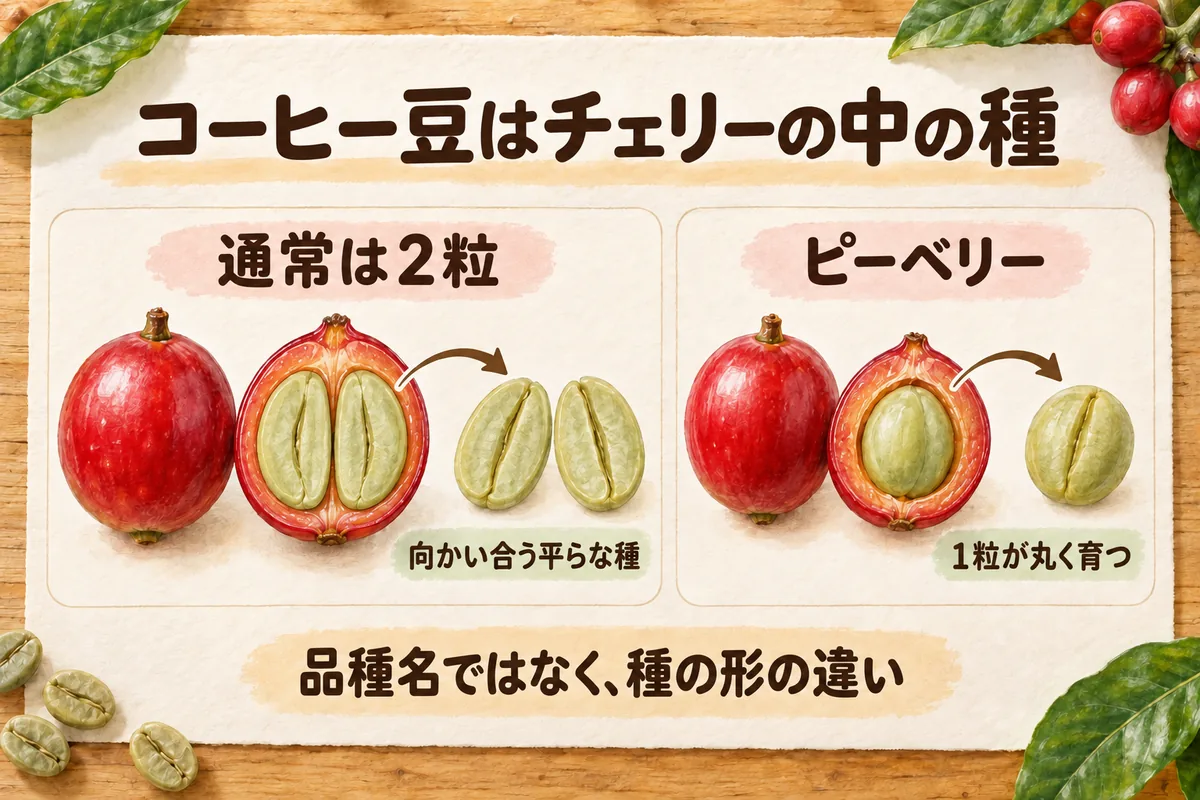 コーヒーチェリーの中に種であるコーヒー豆が入っていることを示す断面図