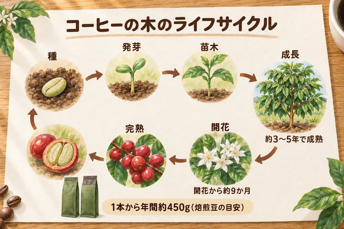 種から苗木・花・コーヒーチェリー・収穫へ進むコーヒーの木の成長図