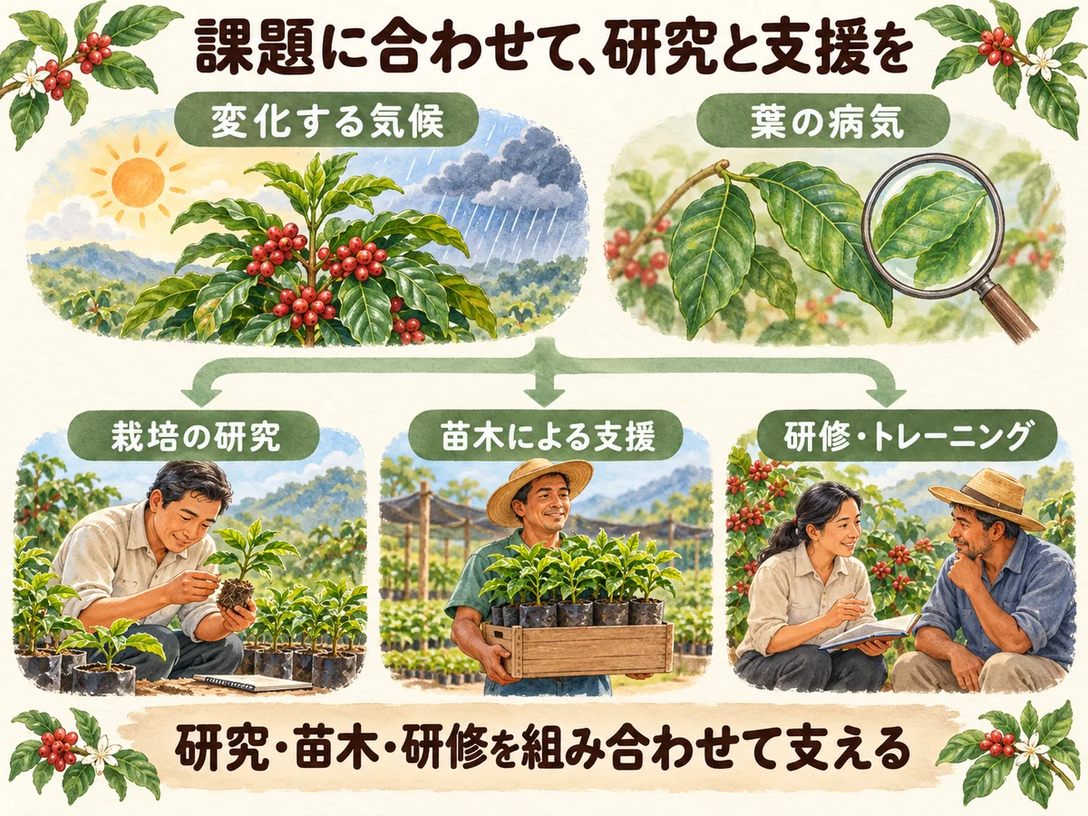 気候変動やコーヒーの葉のさび病という課題に、栽培の研究、苗木、研修を組み合わせて対応する図
