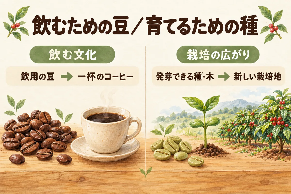 飲用の豆が運ばれる流れと、発芽できる種や木が運ばれて栽培が広がる流れの違い