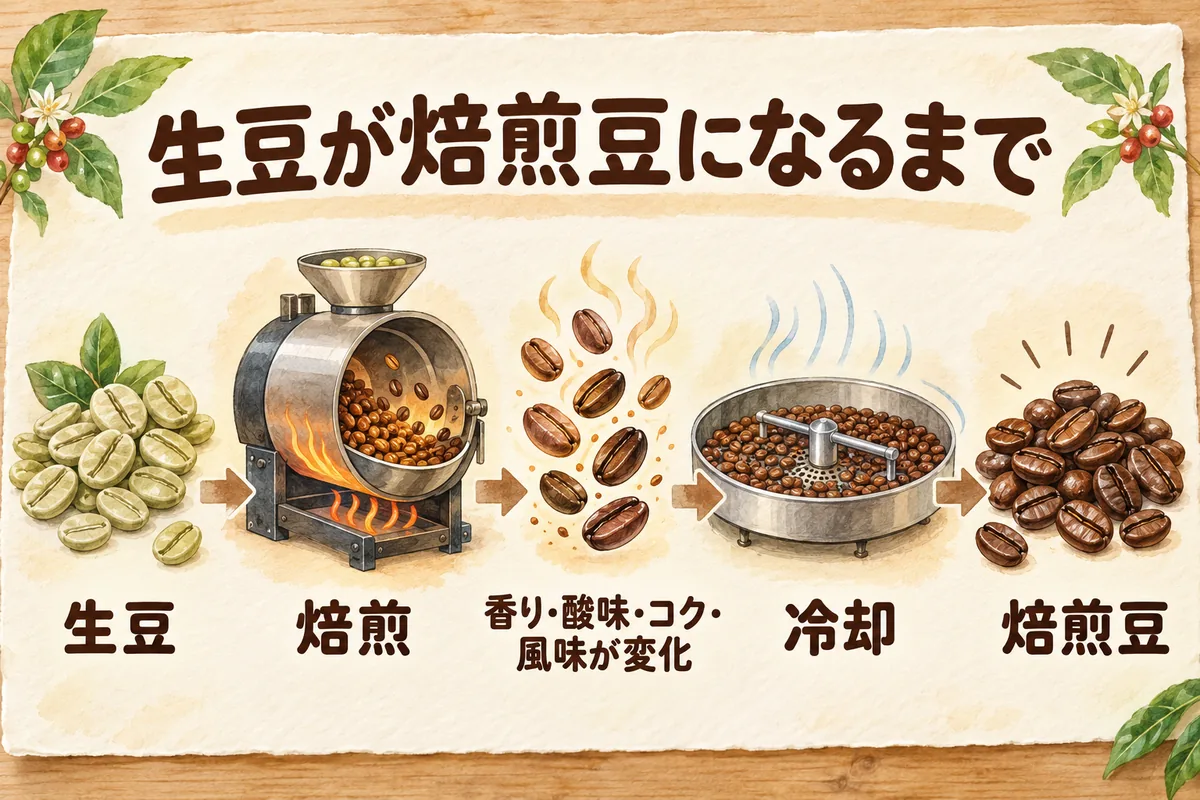 生豆が焙煎と冷却を経て香り豊かな焙煎豆へ変わる流れ
